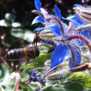 Une abeille butinant une fleur de bourrache