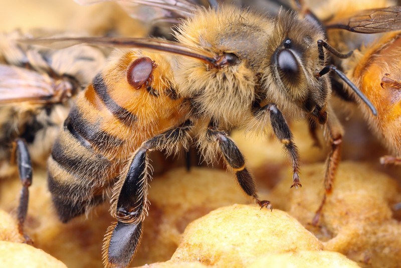 Notre traitement à l'acide oxalique contre le varroa - Le rucher des trois  vergers